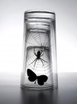 Butterfly & Spider Propaganda